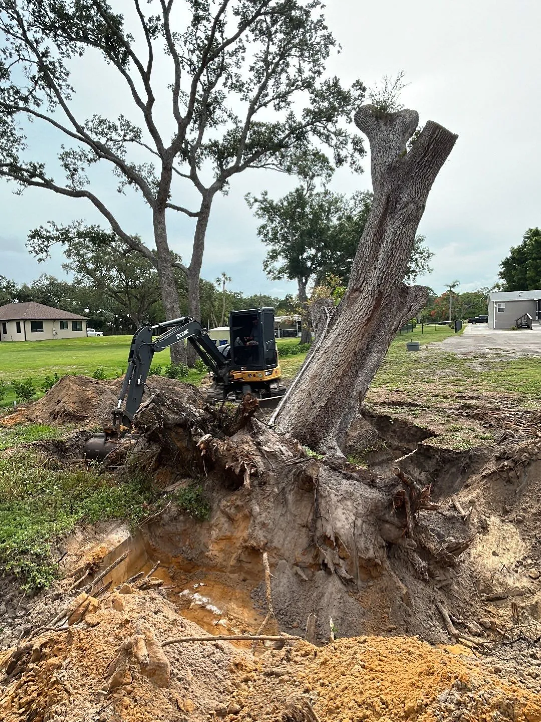 Tree Removal in Southwest Florida